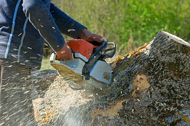 Best Root Management and Removal  in Dover Beaches North, NJ